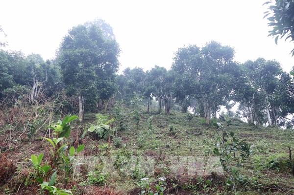 12 cây chè shan tuyết được công nhận là Cây Di sản Việt Nam