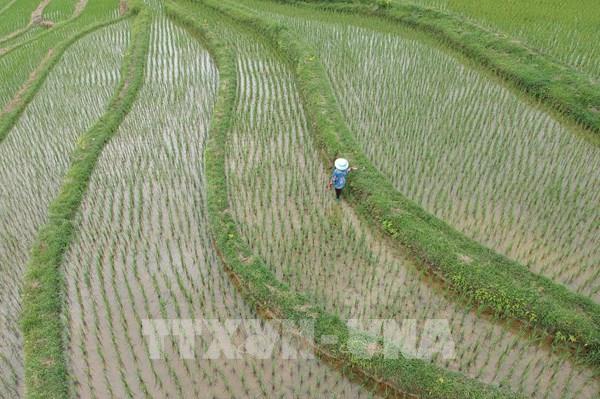 Sản lượng lương thực của Trung Quốc đạt mức cao kỷ lục