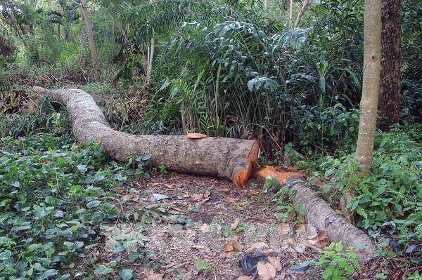 Xác minh vụ hàng loạt cây bị đốn hạ tại Hồ Nước Ngọt, Cần Thơ