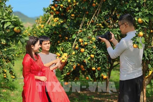 Mùa quả chín “đánh thức” du lịch nông nghiệp