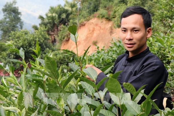 Chàng trai người Tày với thương hiệu Chè Chốt 468