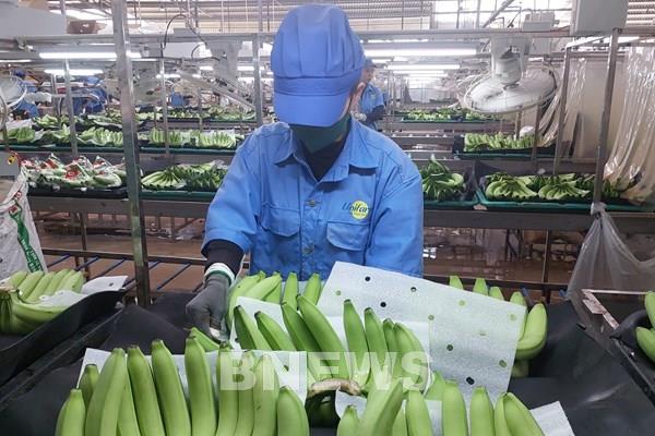 Chuối Việt Nam với mục tiêu xuất khẩu tỷ đô