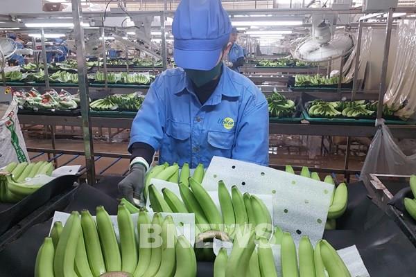 EU siết tiêu chuẩn an toàn thực phẩm: Nông sản Việt trước áp lực tuân thủ toàn diện