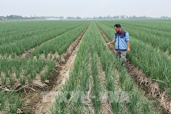 Hải Phòng ứng dụng công nghệ trong sản xuất nông nghiệp