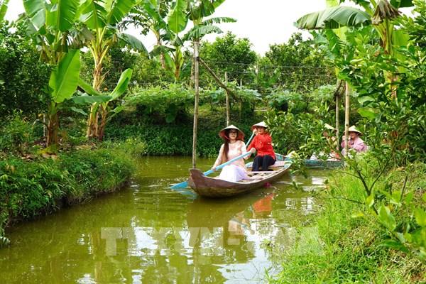 Mùa Tết gõ cửa vườn quýt hồng Đồng Tháp