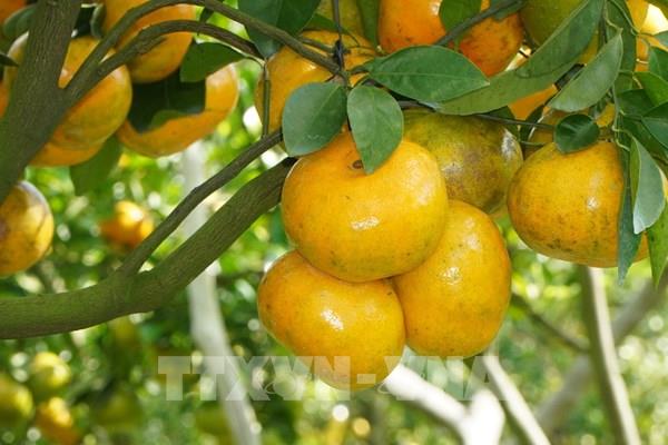 Quýt hồng Đồng Tháp vào mùa đón khách
