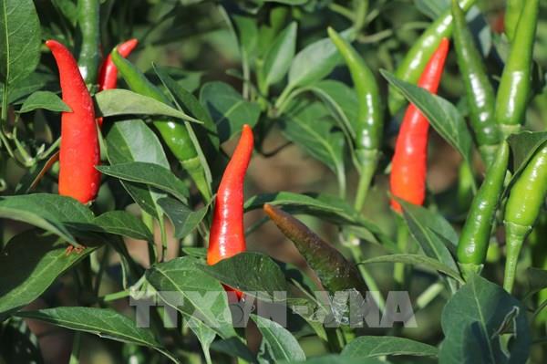 Giá ớt chỉ thiên cao kỷ lục, nông dân thu lãi lớn