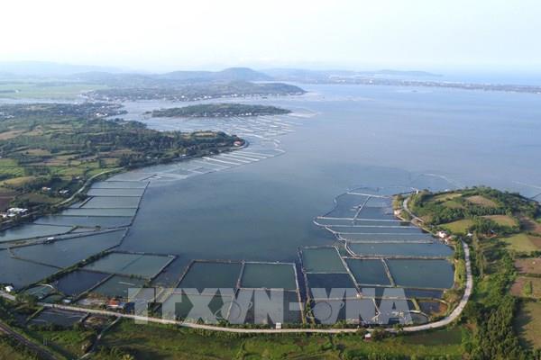 Phủ xanh rừng ngập mặn, phục hồi hệ sinh thái đầm Ô Loan 