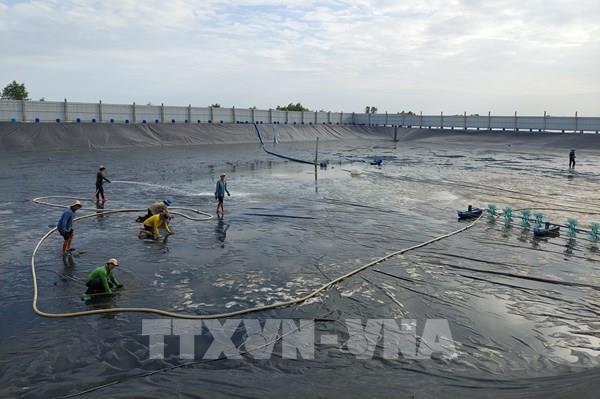 Vĩnh Long phát triển nuôi tôm ứng dụng công nghệ cao nhiều giai đoạn