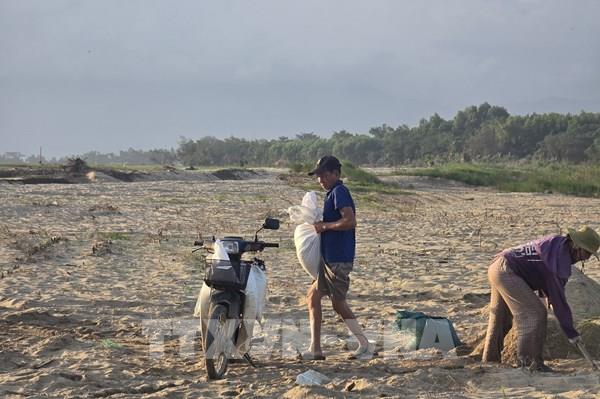 Đà Nẵng: Cát phủ ruộng đồng, nông dân "chờ” giữa mùa vụ