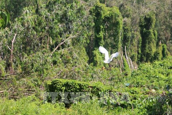 Những người gác "lá phổi xanh” Trà Sư