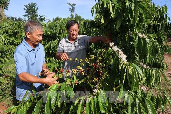 Cà phê được mùa, giá cao, nông dân thêm động lực gắn bó