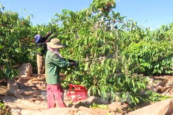 Giá cà phê giảm chậm, nông dân Tây Nguyên giữ tâm lý ổn định