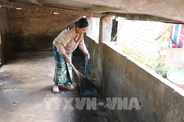 Đắk Lắk lại "nóng" dịch tả lợn châu Phi, hàng trăm hộ nuôi lao đao