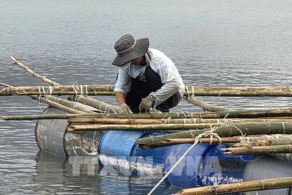 Đắk Lắk: Người nuôi tôm hùm vượt khó chuẩn bị vụ mới