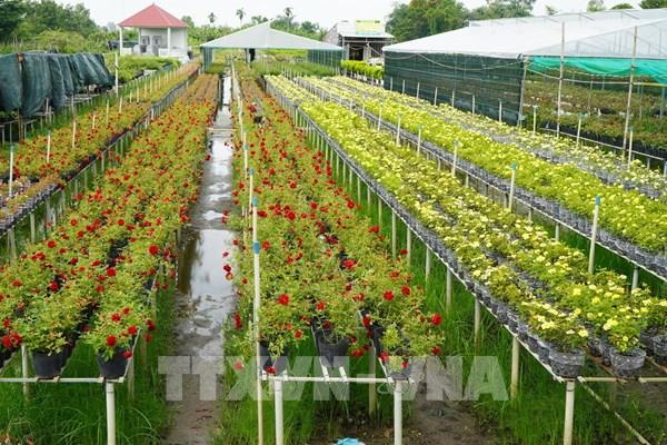 Sa Đéc giữ hồn làng hoa bằng cách trồng… không chạm đất