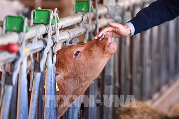 Trung Quốc áp thuế chống trợ cấp đối với sản phẩm sữa của EU