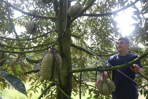 Đồng Tháp tăng giá trị sản phẩm nông nghiệp từ chuyển đổi số