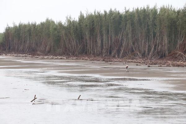 Vĩnh Long: Hơn 9 km bờ biển bị sạt lở nghiêm trọng