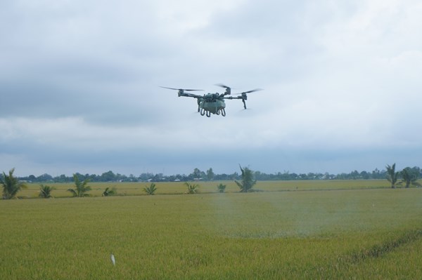 Hiệu quả từ mô hình ứng dụng máy bay không người lái trong canh tác lúa