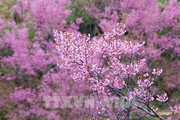 Lung linh sắc hoa Tớ Dày ở vùng cao Mù Cang Chải