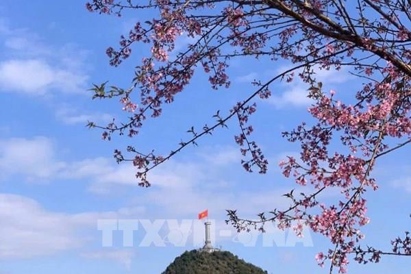  Mai Anh Đào rực nở trên cực Bắc Tổ quốc