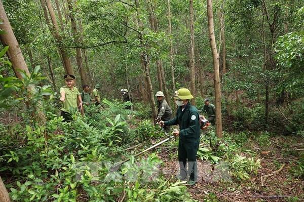 Dư địa phát triển kinh tế xanh từ tín chỉ carbon rừng