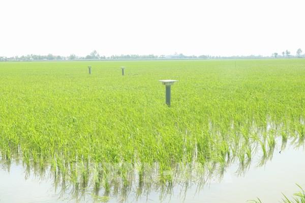 Lan tỏa sản xuất lúa chất lượng cao gắn với giảm phát thải