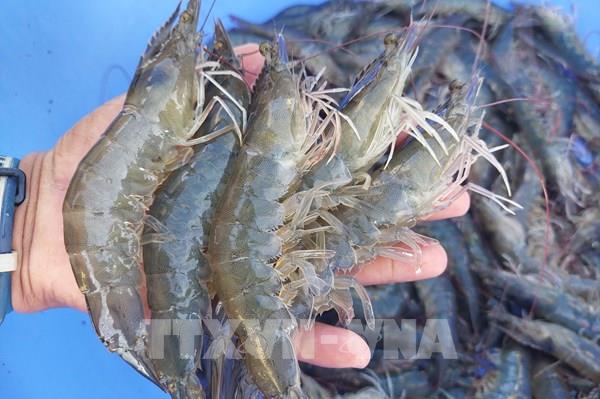Giá tôm thẻ chạm 260.000 đồng/kg, người nuôi lãi hơn 50%