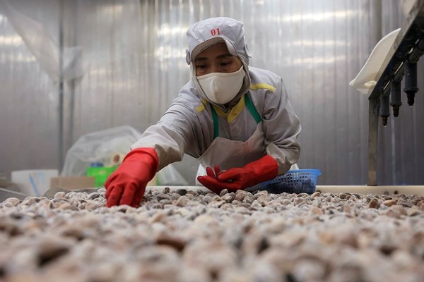 Bộ trưởng Trần Đức Thắng: Nông nghiệp xanh đã chuyển từ định hướng sang hành động thực chất