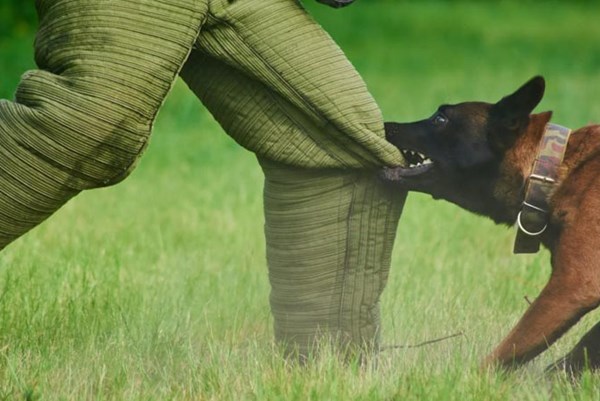 Tạm giữ hình sự 2 đối tượng trong vụ thả chó dữ cắn người