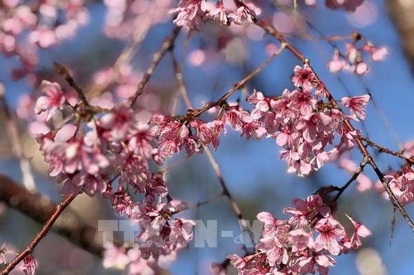 Hoa anh đào rực rỡ ở “thủ phủ” Sâm Ngọc Linh