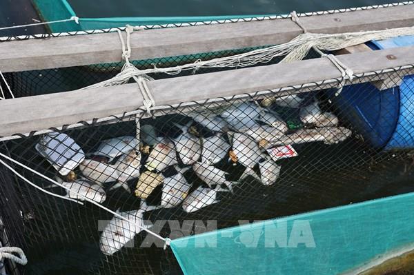 TP. Hồ Chí Minh: Cá chết hàng loạt trên sông Chà Và