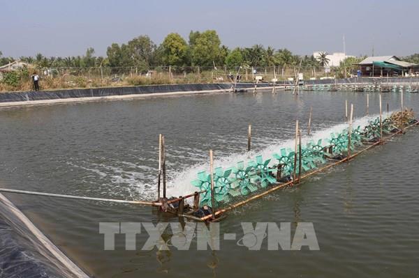 Cuối vụ, giá tôm Đồng Tháp lập đỉnh của nhiều năm