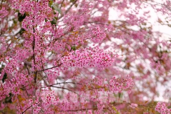 Mùa mai anh đào Đà Lạt “vẫy gọi” du khách