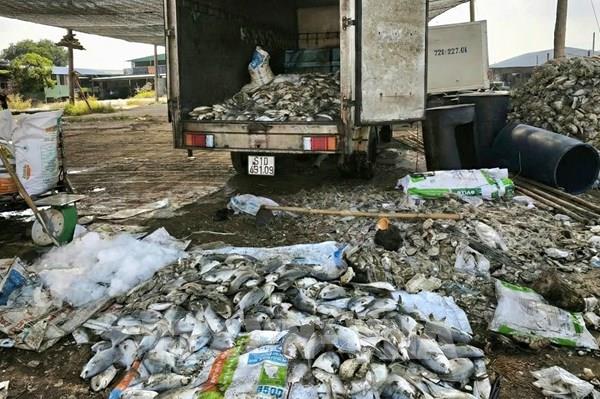 TP. Hồ Chí Minh hỗ trợ người dân thu gom cá chết trên sông Chà Và