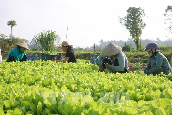 Nông dân An Giang tất bật vào vụ rau Tết