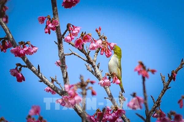 Hoa anh đào nở rộ trên đảo hoa Pá Khoang