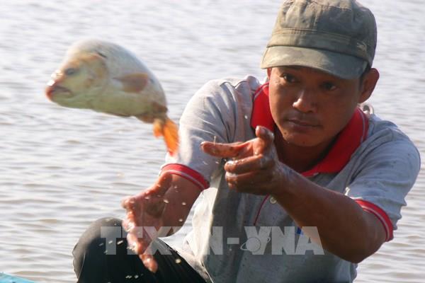Mùa cá ruộng ở Cần Thơ