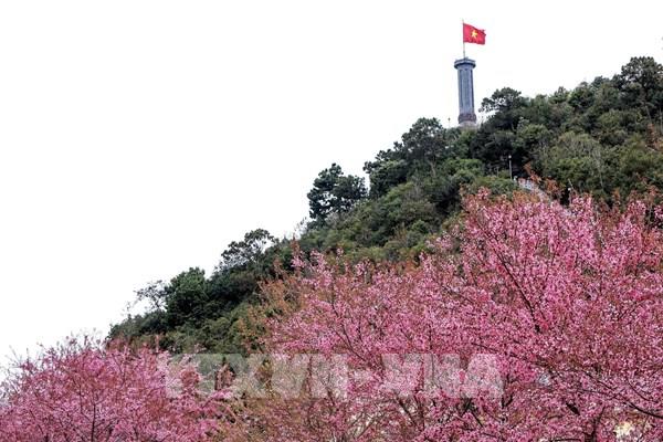 Hoa mai anh đào bung nở nơi địa đầu Tổ quốc