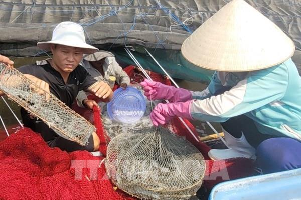 Giá tôm thương phẩm tăng mạnh, người nuôi phấn khởi nhưng vẫn thận trọng