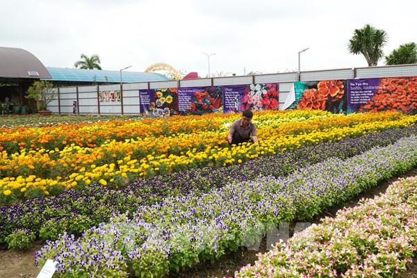 Thảm hoa mang hương sắc châu Âu giữa miền Tây