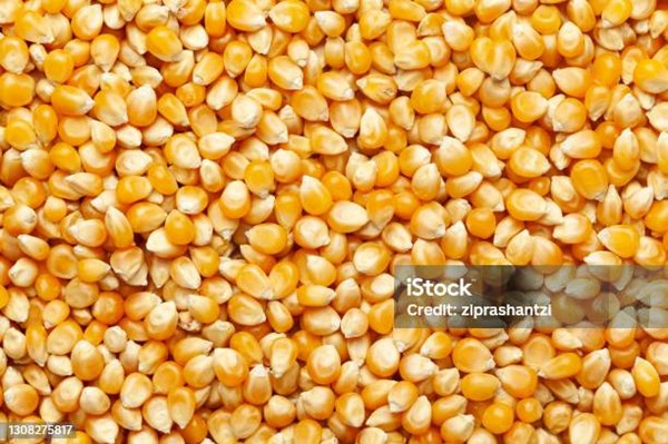 Indonesia dự kiến xuất khẩu gần 53.000 tấn ngô trong năm 2026