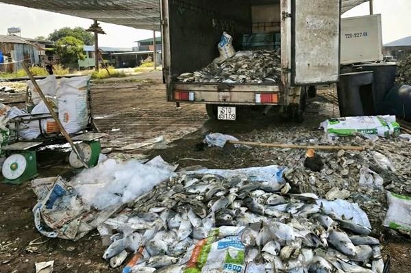 Báo cáo chính thức về thủy sản nuôi lồng bè chết hàng loạt trên sông Chà Và