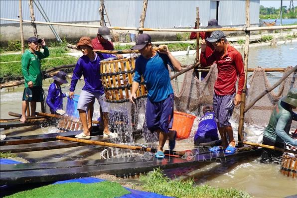 Đồng Tháp định hướng phát triển thủy sản thành ngành kinh tế quan trọng