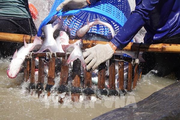 Cá tra Đồng Tháp vào "mùa lãi", doanh nghiệp lo nguồn cung