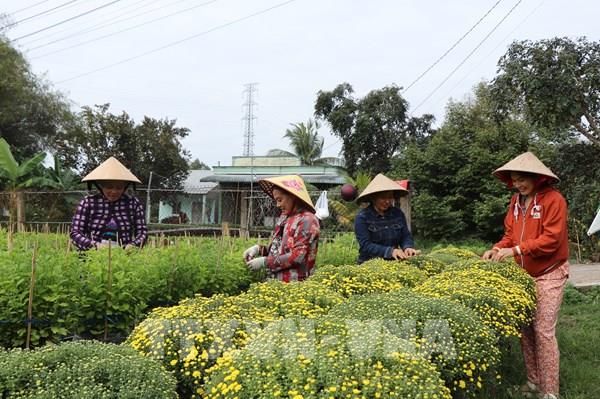 Nhà vườn trồng hoa Tết ở Cần Thơ dự kiến lợi nhuận giảm