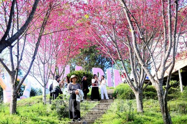 Hoa mai anh đào nở rộ trên phố núi