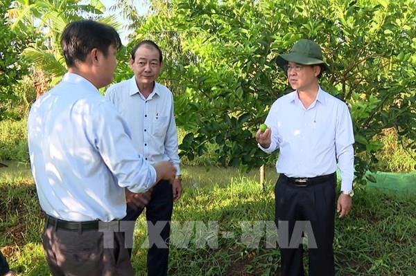 Vĩnh Long nhân rộng mô hình chanh không hạt xuất khẩu