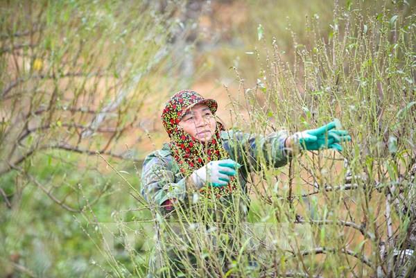 Người trồng đào Xuân Du "canh trời" cho hoa nở Tết